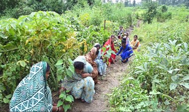 घरों की बाड़ी बनी महिलाओं की तरक्की की राह