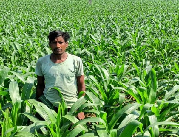 धान के बजाय मक्का से बढ़ा मुनाफा : किसान मालती मोहन बने उन्नत खेती की मिसाल