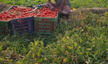 टमाटर की लालिमा से चमकी किस्मत—किसान लेखराम केवट बने आत्मनिर्भरता की मिसाल