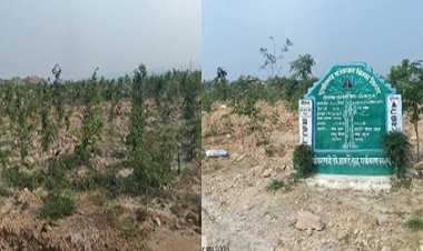 रायपुर : बंजर डंप क्षेत्र से हरा-भरा जंगल बनने की ओर गेवरा की अनूठी पहल