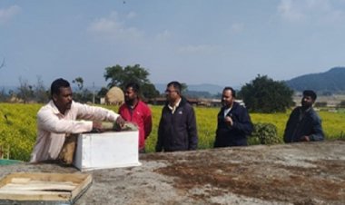 मधुमक्खी पालन:कम लागत में ज्यादा मुनाफे का बेहतर विकल्प