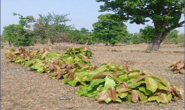 हरा सोना संग्राहकों की आय बढ़ाने की दिशा में बड़ा कदम