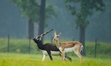 छत्तीसगढ़ का बरनवापारा अभयारण्य बना विलुप्ति के कगार पर पहुंचे काले हिरणों के पुनर्जीवन का मजबूत उदाहरण