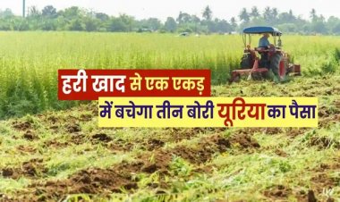 हरी खाद- खेती में बढ़ेगा उत्पादन, मिट्टी की सेहत होगी बेहतर