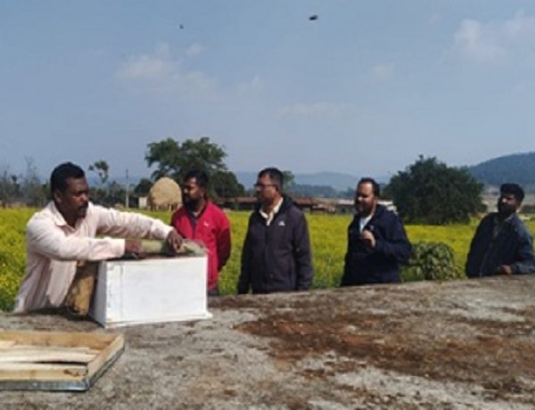 मधुमक्खी पालन:कम लागत में ज्यादा मुनाफे का बेहतर विकल्प