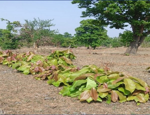 हरा सोना संग्राहकों की आय बढ़ाने की दिशा में बड़ा कदम