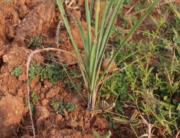 लेमनग्रास -किसानों के लिए कम पानी में ज्यादा कमाई का साधन