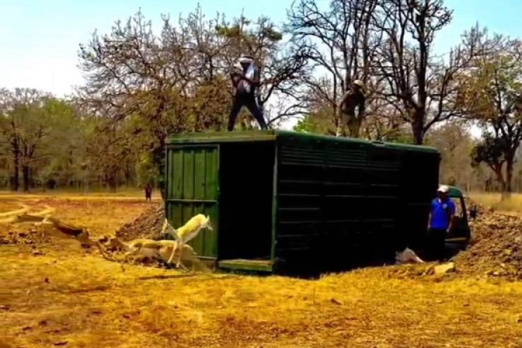 वन विभाग की बड़ी उपलब्धि : बारनवापारा का रामपुर ग्रासलैंड फिर हुआ काले हिरणों से आबाद