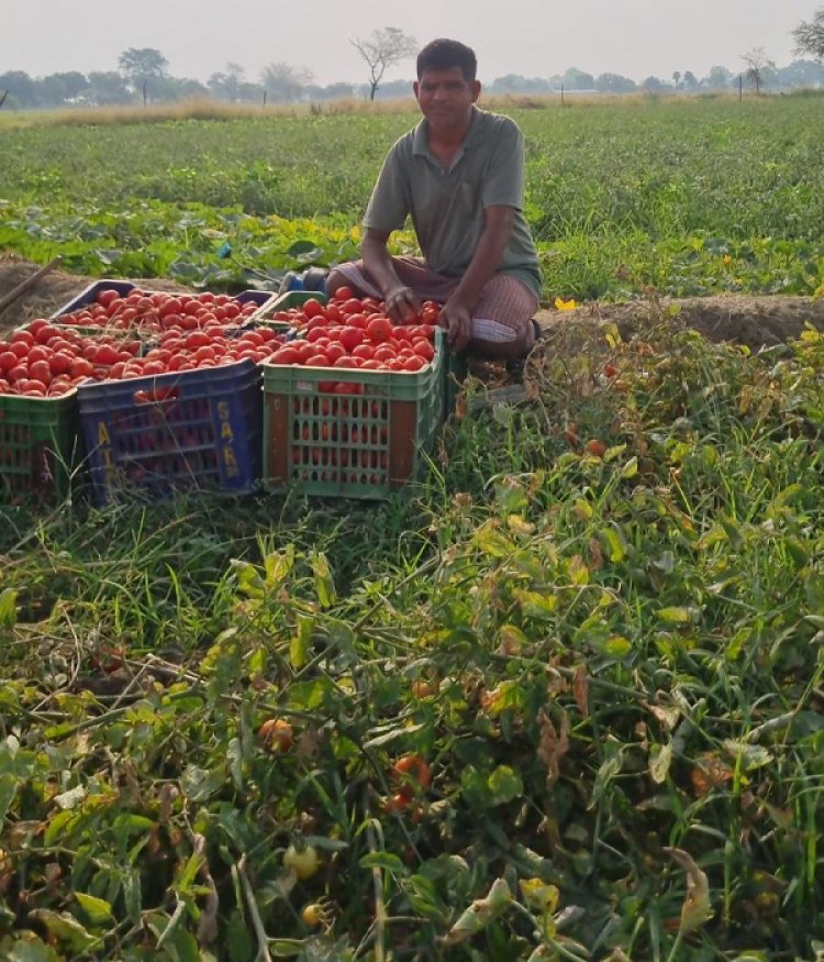 टमाटर की लालिमा से चमकी किस्मत—किसान लेखराम केवट बने आत्मनिर्भरता की मिसाल