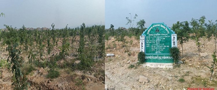 रायपुर : बंजर डंप क्षेत्र से हरा-भरा जंगल बनने की ओर गेवरा की अनूठी पहल