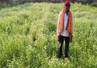 राष्ट्रीय बागवानी मिशन अंतर्गत धनिया की खेती से किसान रतिराम की बढ़ी आय