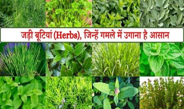 विशेष लेख : छत्तीसगढ़ की जड़ी-बूटियों से महकेगा नारी शक्ति का स्वावलंबन