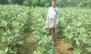 कृषि में नवाचार की मिसाल - ग्राफ्टेड बैगन की खेती से लाखों की आय अर्जित कर रहे कृषक नवीन