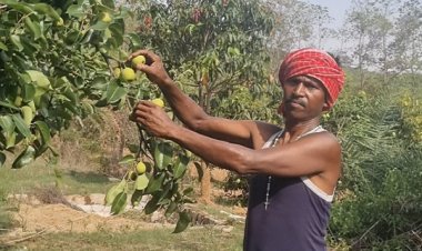 नाशपाती की खेती से बदल रही किसानों की तस्वीर
