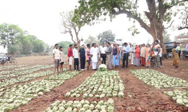 तेन्दूपत्ता संग्रहण में छत्तीसगढ़ ने बनाया नया रिकॉर्ड, अब तक 13.52 लाख मानक बोरा संग्रहित