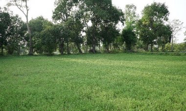 पैडी डायवर्सन मॉडल से बदली किसानों की तकदीर
