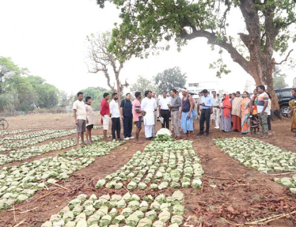 तेन्दूपत्ता संग्रहण में छत्तीसगढ़ ने बनाया नया रिकॉर्ड, अब तक 13.52 लाख मानक बोरा संग्रहित