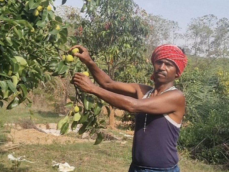 नाशपाती की खेती से बदल रही किसानों की तस्वीर