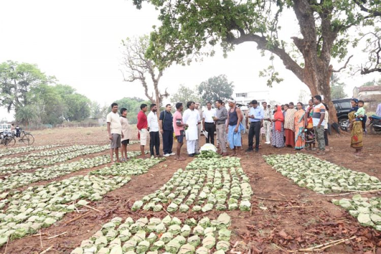 तेन्दूपत्ता संग्रहण में छत्तीसगढ़ ने बनाया नया रिकॉर्ड, अब तक 13.52 लाख मानक बोरा संग्रहित