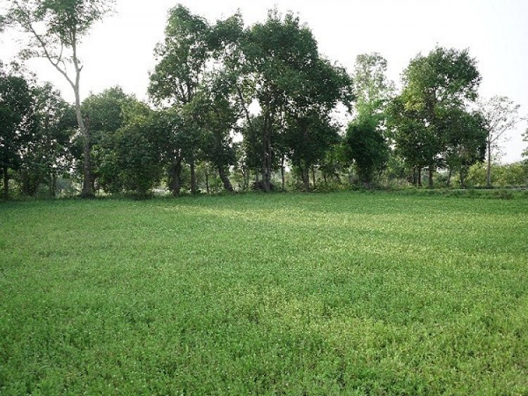 पैडी डायवर्सन मॉडल से बदली किसानों की तकदीर