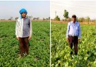 बेमेतरा जिले में दलहन के रकबे में चार गुना की वृद्धि