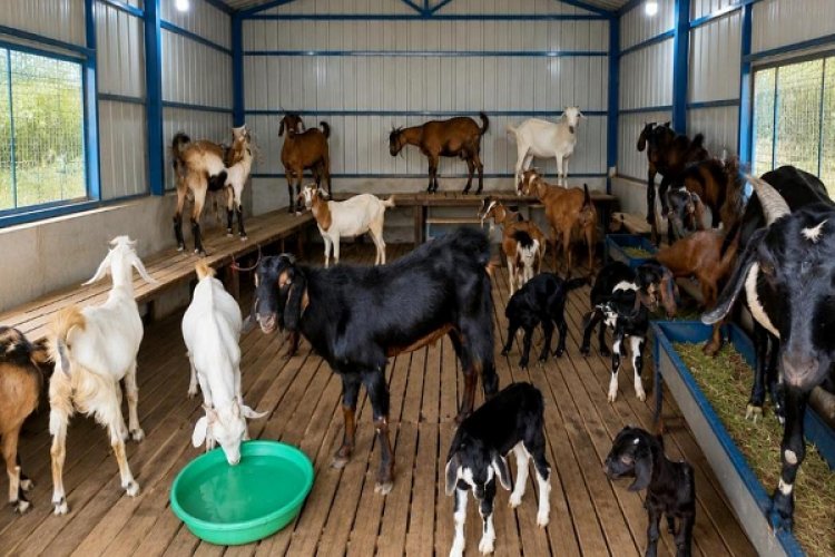 मनरेगा से मिली नई राह: बकरी और मुर्गी पालन से आत्मनिर्भरता की ओर बढ़ते ग्रामीण